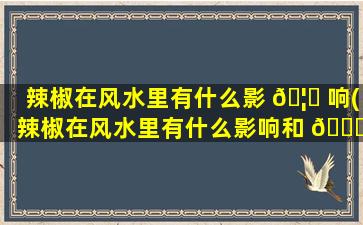 辣椒在风水里有什么影 🦍 响(辣椒在风水里有什么影响和 💐 作用)
